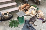 Băng nhóm Hà Nội lên Hoà Bình bắt trộm hơn 130 kg chó