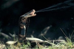 Giải mã bí ẩn: Tại sao rắn hổ mang có thể phình rộng phần cổ?