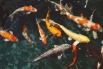1.000 cá Koi ở trang trại Nhật chết vì bể bị rút cạn nước