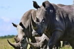 Chế sừng tê giác giả từ lông ngựa để ngăn nạn săn trộm
