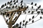 Tại sao chim đậu trên dây điện không bị giật?