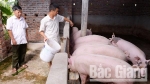 Bắc Giang: Giá lợn hơi tăng kỷ lục, 72 nghìn đồng/kg