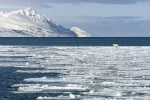 Băng tan ở Bắc Cực sẽ làm xuất hiện virus tiêu diệt hàng loạt động vật biển