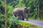 Kinh hãi voi già tức giận, lao xuống đường tấn công xe ôtô trong rừng ở Thái Lan