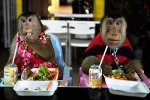 Hai chú khỉ sống như vợ chồng trong nhà riêng