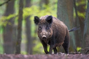 Lợn rừng đào tung kho ma túy 21.000 USD tại Italy