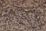 Bốn triệu con kiến bị mắc kẹt dưới hầm hạt nhân thời Liên Xô, chúng đã làm thế nào để sống?
