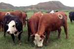 Vì sao bò bị khoét lỗ trên thân tại châu Âu?