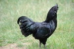 Giống gà đen từ lông tới nội tạng