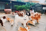 Quán cà phê gần 40 con chó hút khách ở Đà Lạt