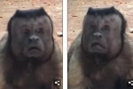 Chú khỉ mặt người đau khổ vì 'ế bền vững' suốt 19 năm