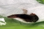 Cá da trơn dài 5,5 cm chui vào phổi ngư dân