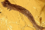 Sâu bướm kẹt cứng trong hổ phách 44 triệu năm