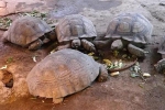 Cận cảnh rùa Sulcata 'siêu to khổng lồ' có giá gần 100 triệu ở Hà Nội