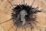 Chú chó săn mắc kẹt trong thân cây sồi suốt 60 năm