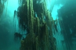 Giải mã bí ẩn: Hồ nước kỳ ảo 'siêu thực' hô biến cây mọc ngược dưới đáy