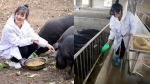 Giữa cơn bão thịt lợn tăng giá, ông bố quyết định sẽ trao tặng 300 con lợn cho bất kì ai kết hôn với cô con gái của mình