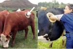Vì sao nhiều con bò không những không chết mà còn sống khỏe mạnh nhờ bị đục lỗ ngay trên cơ thể?