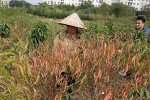 Hà Nội: Người dân 'khóc ròng' vì hàng nghìn gốc đào chết khô