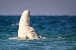 Cá voi trắng beluga 'cơ bắp' gây náo loạn, khiến người phát cuồng