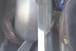 Đang lái xe, 'đứng tim' thấy rắn độc nhất thế giới ngoe nguẩy dưới ghế