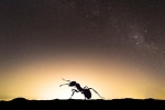 Cảnh báo giật mình: Ô nhiễm ánh sáng khiến côn trùng tuyệt chủng