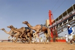 Bên trong bệnh viện 10 triệu USD dành cho lạc đà ở Dubai