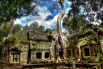 Ngôi đền bị cây nuốt trọn ở Campuchia