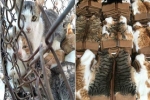 Số phận bi thảm của những con mèo bị luộc sống ở Trung Quốc