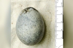 Quả trứng gà 1.700 năm tuổi còn nguyên vẹn