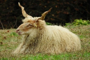 Giống cừu có bộ lông dày, cặp sừng xoắn ốc siêu khủng