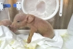 Trung Quốc vừa tạo ra lợn khỉ