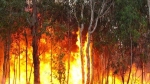 Vụ cháy tại Yên Dũng: T.hiệt hại hàng chục ha rừng