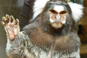 Khỉ mặt người gây sốt vì vẻ ngoài cực dị