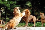1001 thắc mắc: Hổ - Sư tử, kẻ nào thực sự là chúa sơn lâm?