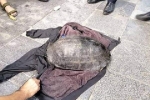 Rùa 15 kg tại Hồ Gươm có phải hậu duệ 'cụ rùa'?
