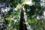 Phát hiện cây cao nhất rừng Amazon: Những bí mật