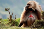 Loài khỉ lạ kỳ có 'trái tim' rỉ máu, 'đỏ rực' khi muốn 'yêu'
