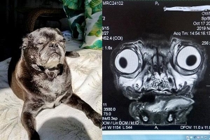 Đưa boss đi khám sức khỏe, sen hoảng đến 'bay màu' vì hình chụp X quang của cún cưng trông hệt như nhân vật kinh dị