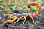 1001 thắc mắc: Vì sao nọc bọ cạp tử thần là chất lỏng đắt nhất hành tinh