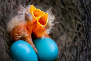 Khám phá sửng sốt về loài chim đẻ trứng như trứng rồng
