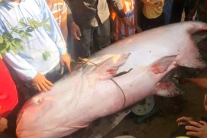Người dân An Giang bắt được cá tra dầu nặng 230 kg