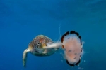 Cảnh rùa biển xé xác sứa ăn tươi nuốt sống khiến nhiếp ảnh gia rùng mình