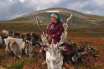 Nghề chăn tuần lộc chỉ có ở Mông Cổ tuyết trắng