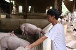 Hộ chăn nuôi không còn lợn bán