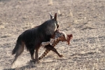 Kinh ngạc: Linh cẩu hiếm chén thịt báo săn