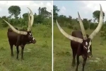 Con bò có ba sừng gây tranh cãi 'nảy lửa' trên mạng xã hội