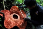 Indonesia: Phát hiện hoa 'xác chết' lớn nhất thế giới