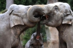 Vì sao mũi của loài voi lại tiến hóa để dài như vậy?