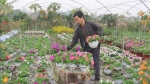 Hà Nam: Nhà vườn sẵn sàng cho vụ hoa Tết